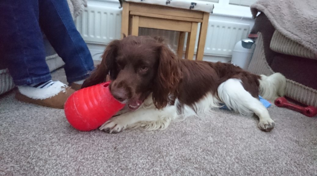 Buddy English Springer Spaniel Rescue North West England
