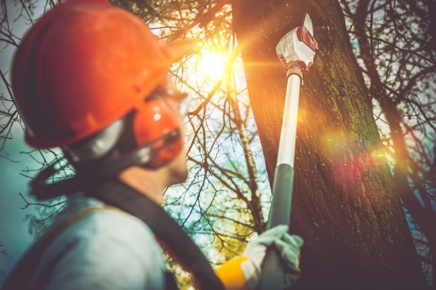 Tree Service Canton Certified Arborist Engram's Tree Service