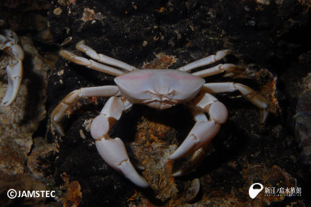 日本科学未来館 - 未来館で飼育しているユノハナガニ（名前はなずなといいます）が脱皮しました。向かって左側のうっすら透明な方がユノハナガニ、右側の白いものが脱皮後の殻です。なずなが未来館に来たのは2013年。7年間飼育してきて今回が初めての脱皮です ... ユノハナガニの行動観察できます！！ | えのすいトリーター日誌 | 新江ノ島水族館