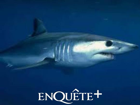 Les Requins Identification Des Nageoires Guide Pr (PDF) ny-creates