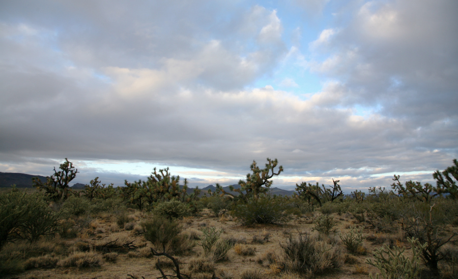 California Seeks to Protect Joshua Trees, Encourage Renewable Projects