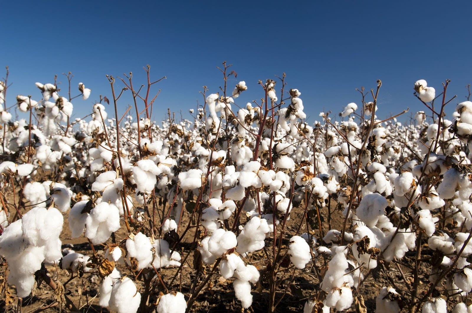 Bumper Australian Cotton Harvest for 2021 Entegra Signature Structures