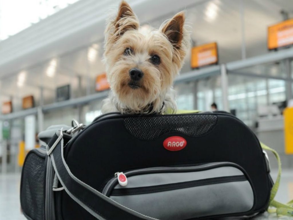 ¿Quieres viajar en avión con tu mascota? Esto es lo que debes saber