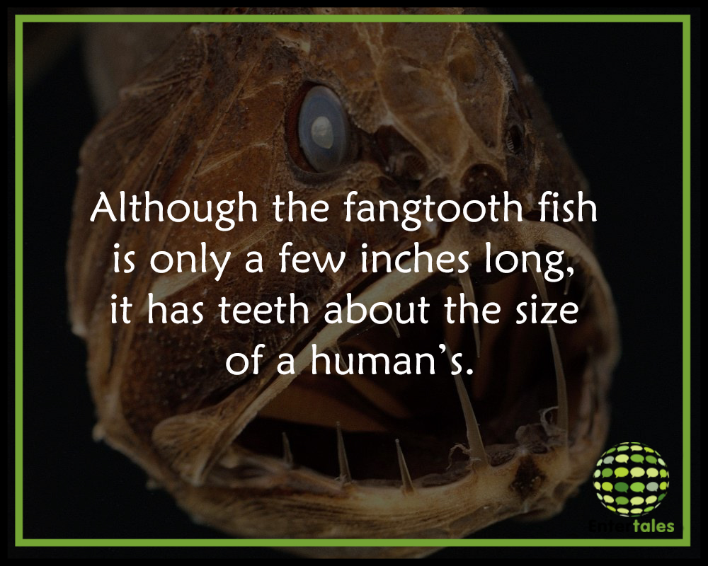 Weird Facts About Fish You Probably Never Knew About Entertales