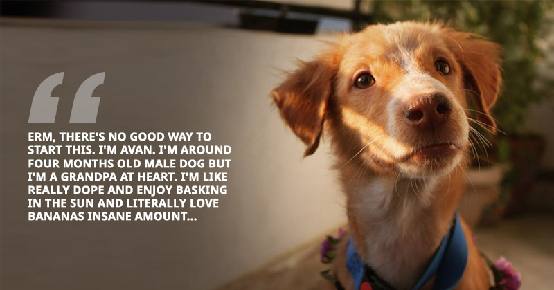 This Dog’s Heartfelt FB Post For Adoption Will Tug Your Heartstrings