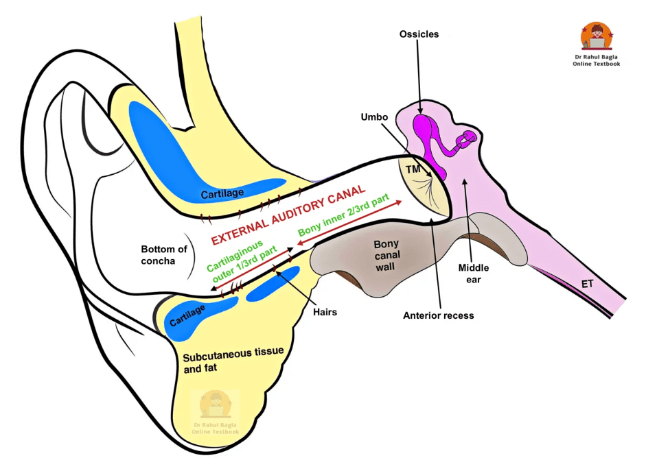 External Auditory Meatus Anatomy