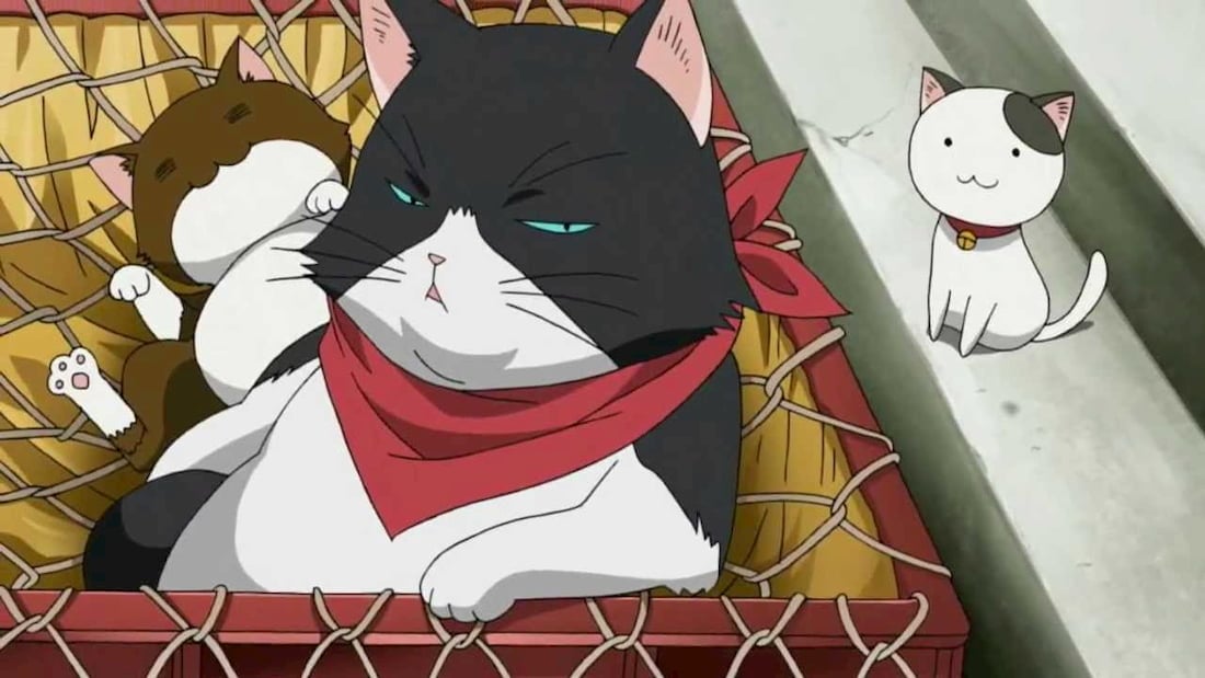 Top 50 Best Anime Cats [Most Popular of All Time]