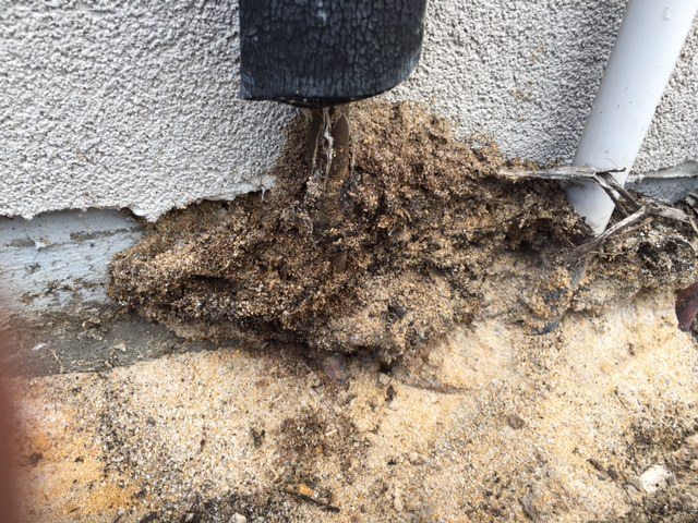 Perth Termite Inspections Why you need one! • Envirapest