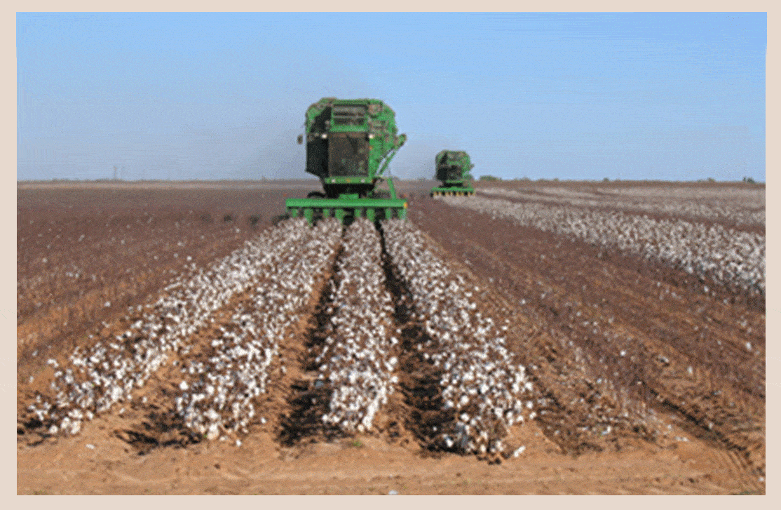 The Cotton Seed Loop, Part I EnviroLogix