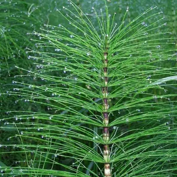 Identify Horsetail