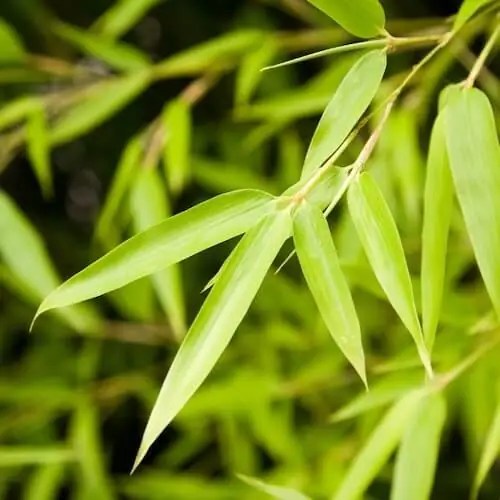 Bamboo Identification