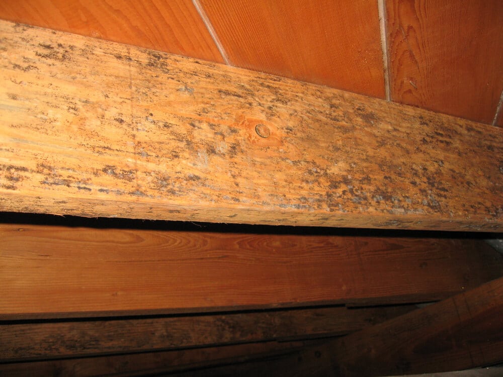 Pictures Of Black Mold On Floor Joists Carpet Vidalondon