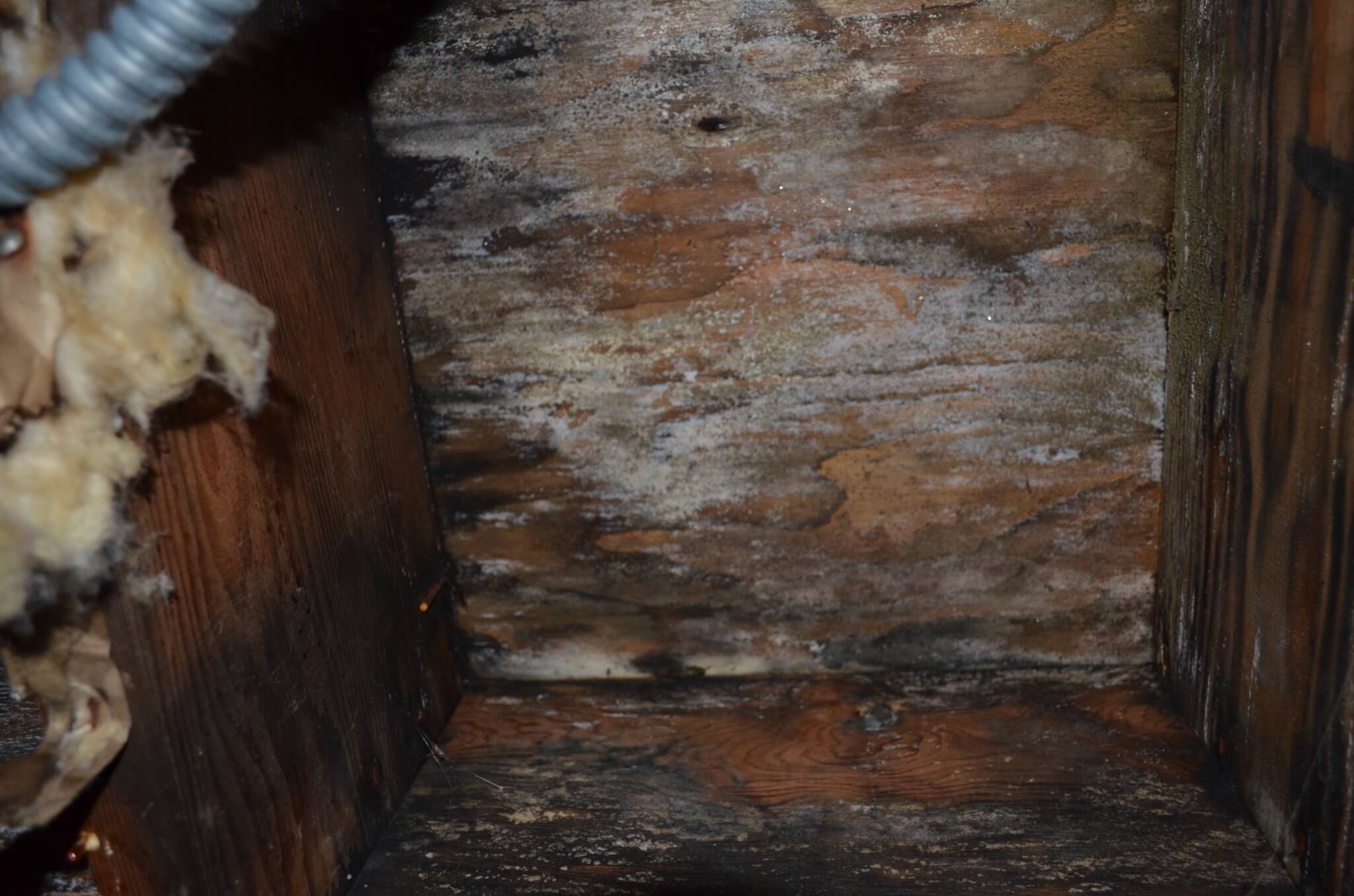 How to Cleanup Your Crawl Space and Prevent Mold Regrowth Environix