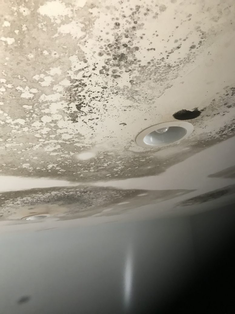Ceiling Mold Growth Learn the Cause and How to Prevent it Environix