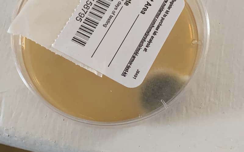 Professional Mold Testing Services Tell Scams from Science Environix