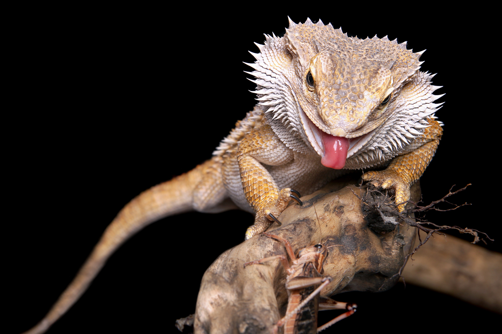 Bearded Dragons Change Sex in Extreme Temperatures Environmental Watch