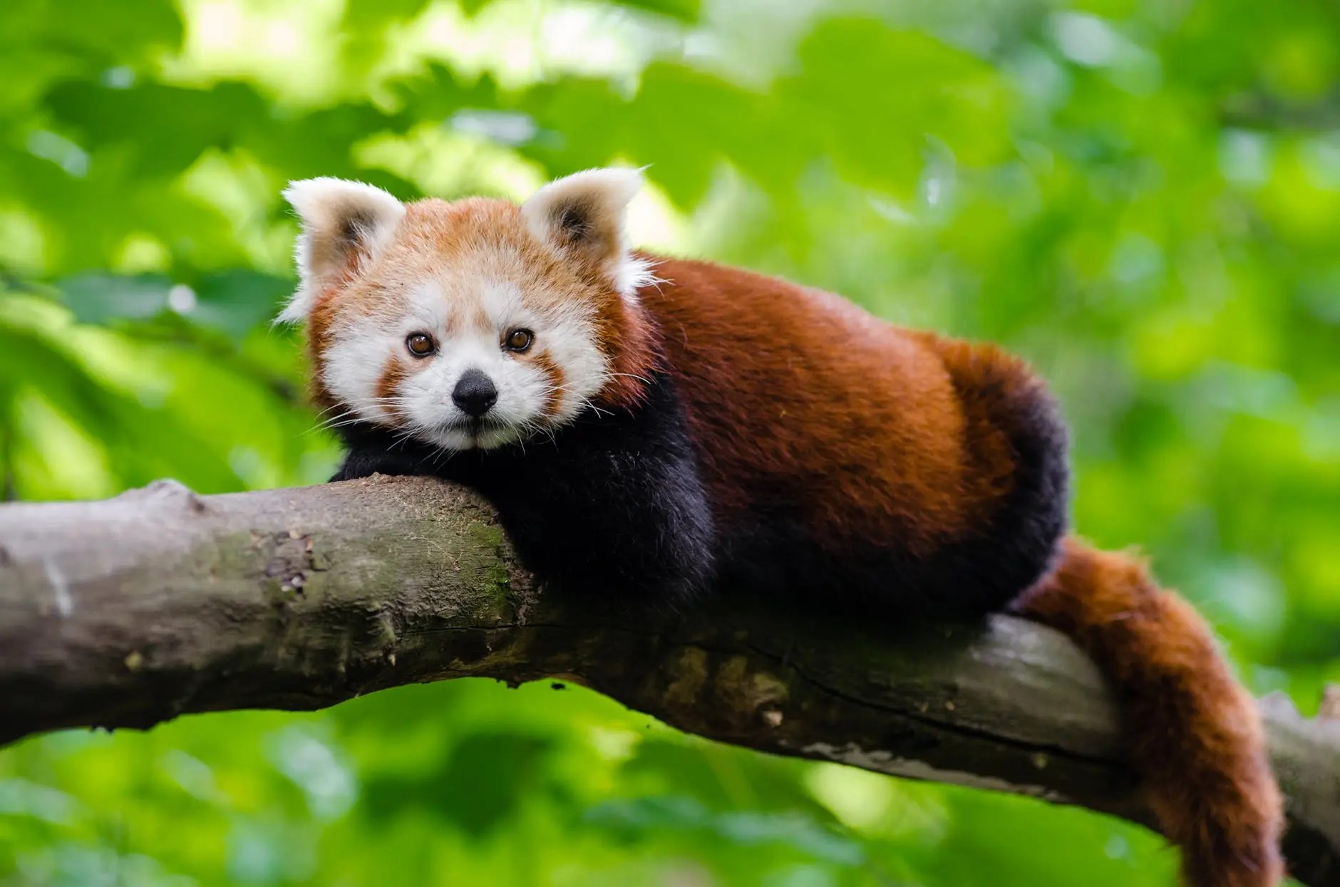 Why are Red Pandas Endangered? Environment Buddy