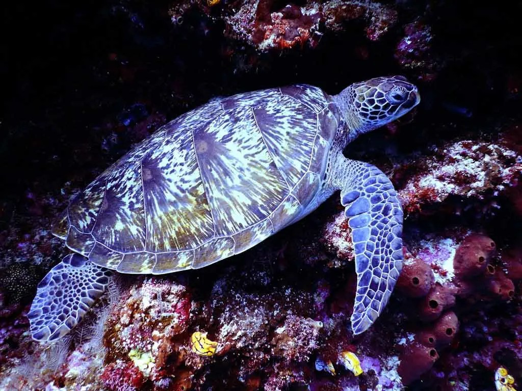 15 Hawksbill Sea Turtle Facts Environment Buddy