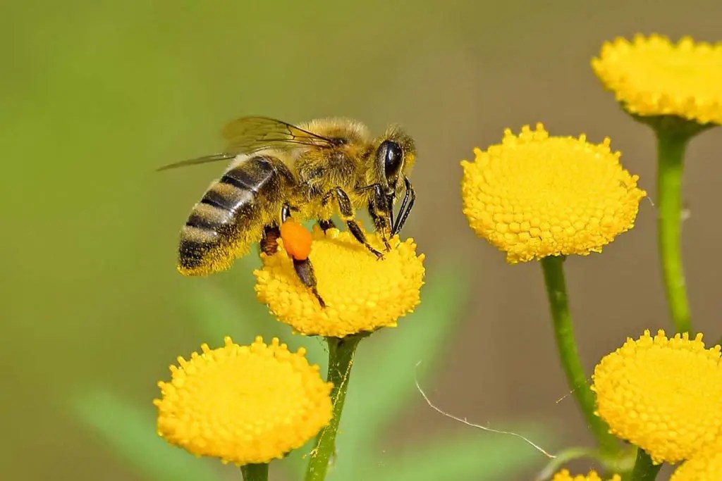 Pollination Definition,Process,Benefits Environment Buddy