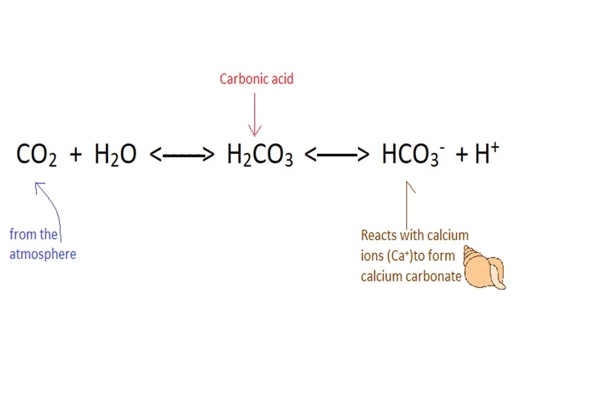 Ocean Acidification and Coral Reefs Environment Buddy