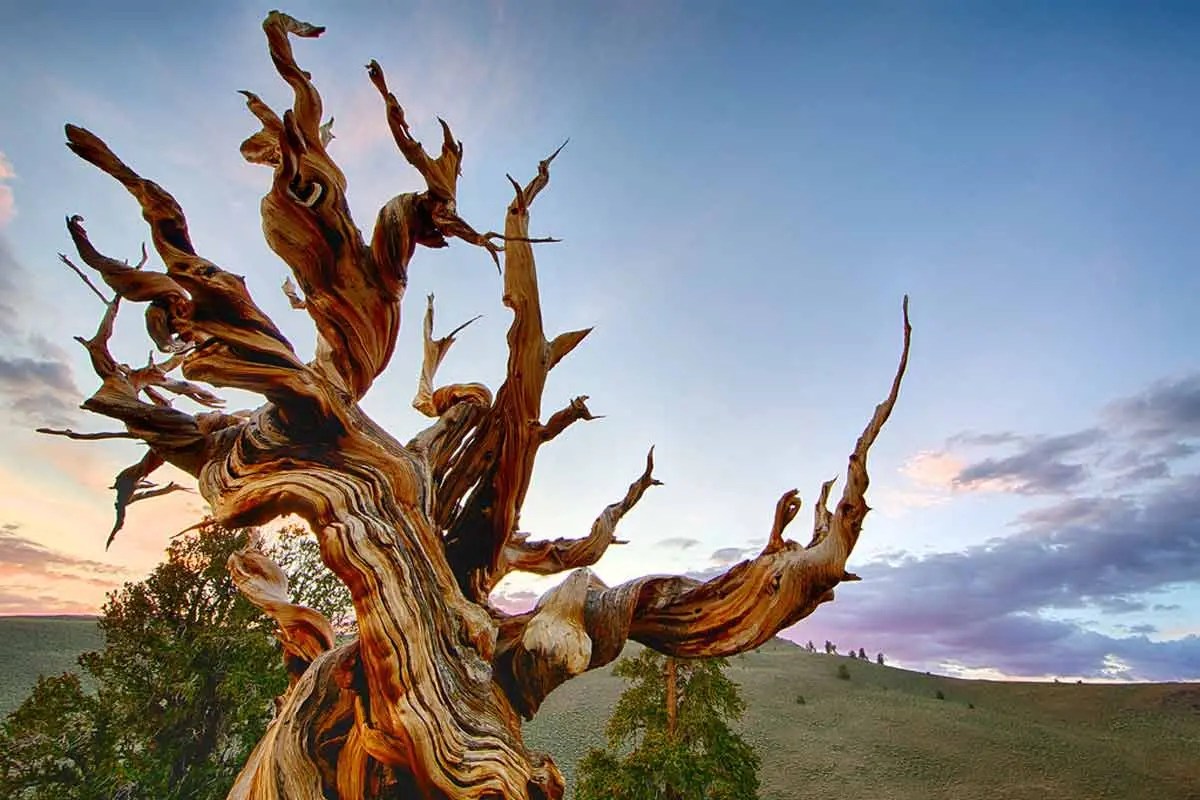 What Is The Oldest Tree On The World at Iona Moon blog