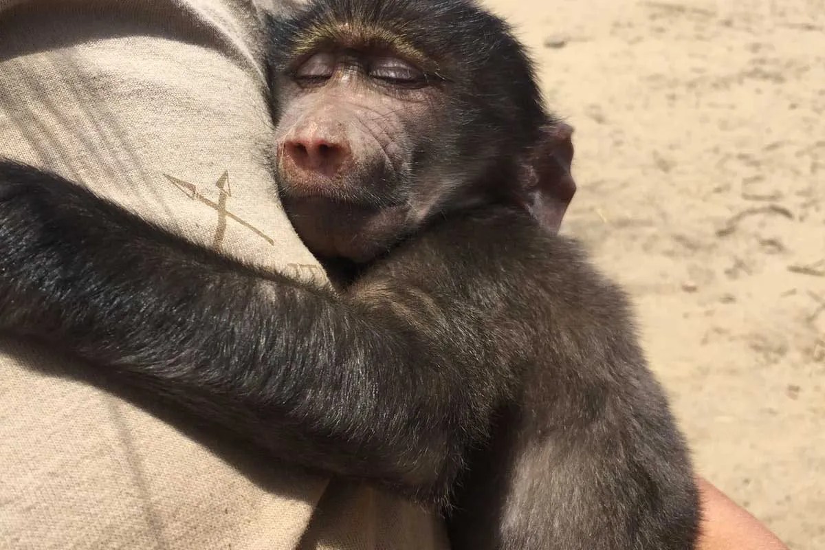 petmonkey Environment Buddy