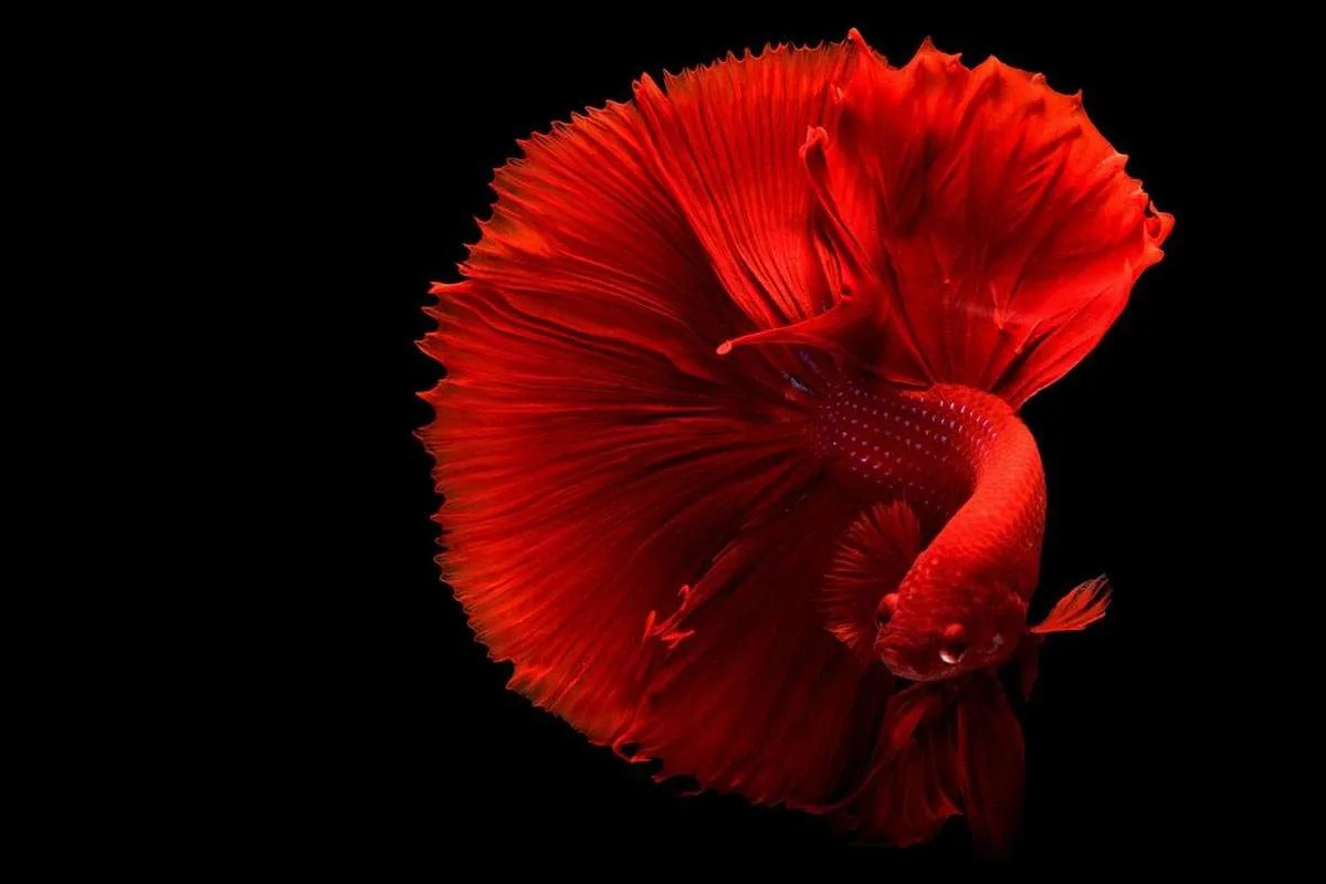 12 types of Beautiful Betta Fish for your Home Aquarium Environment Buddy