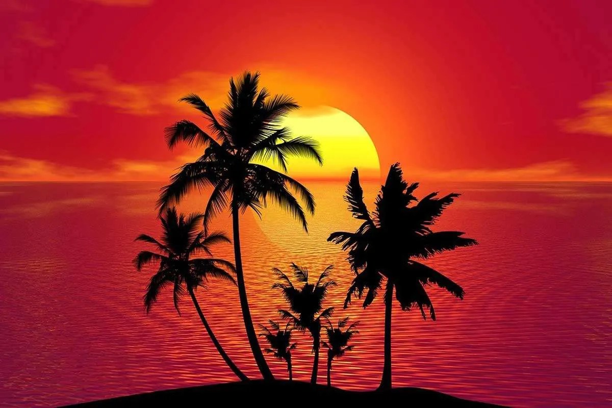 12 Places around the world where coconuts grow Environment Buddy