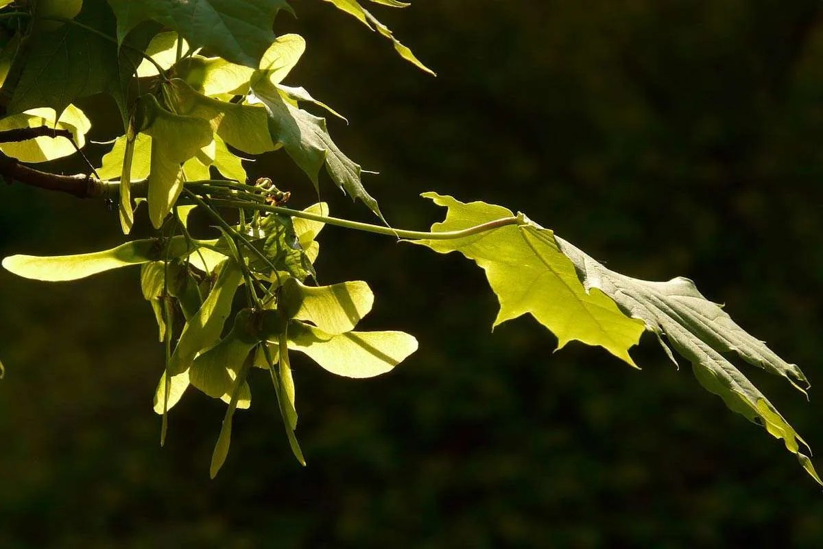Helicopter Seeds and the 4 Maple Trees that Produce Them Environment