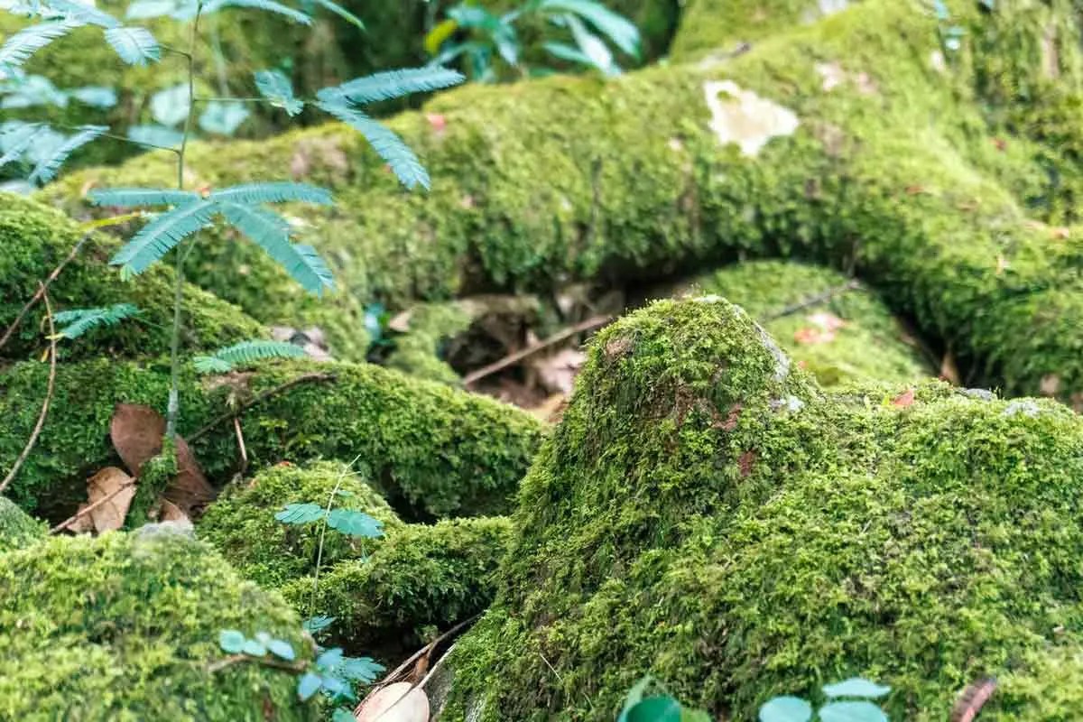 Everything You Need to Know About Tree Moss in Florida Environment Buddy