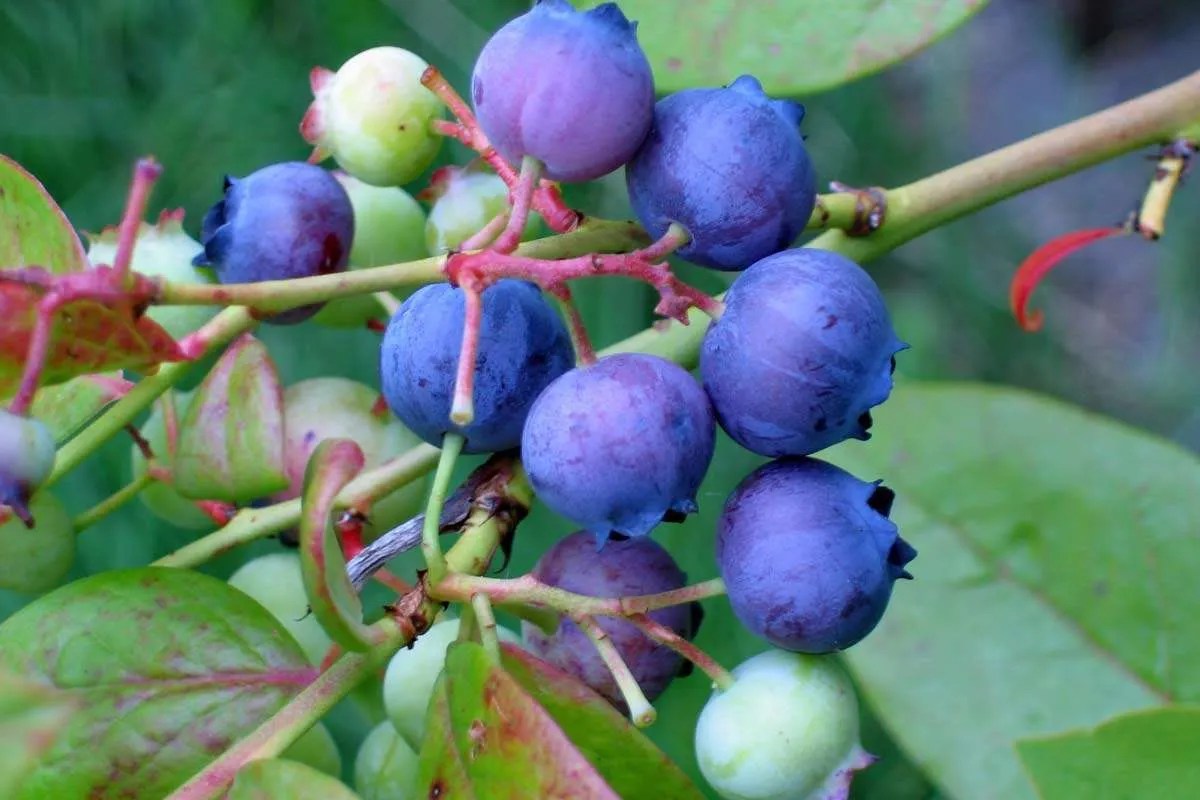 Six Problems for Japanese Blueberry Plants And Best Ways To Fix ’Em