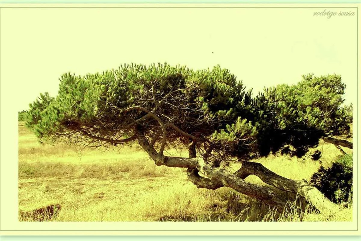 PinusPinea Environment Buddy