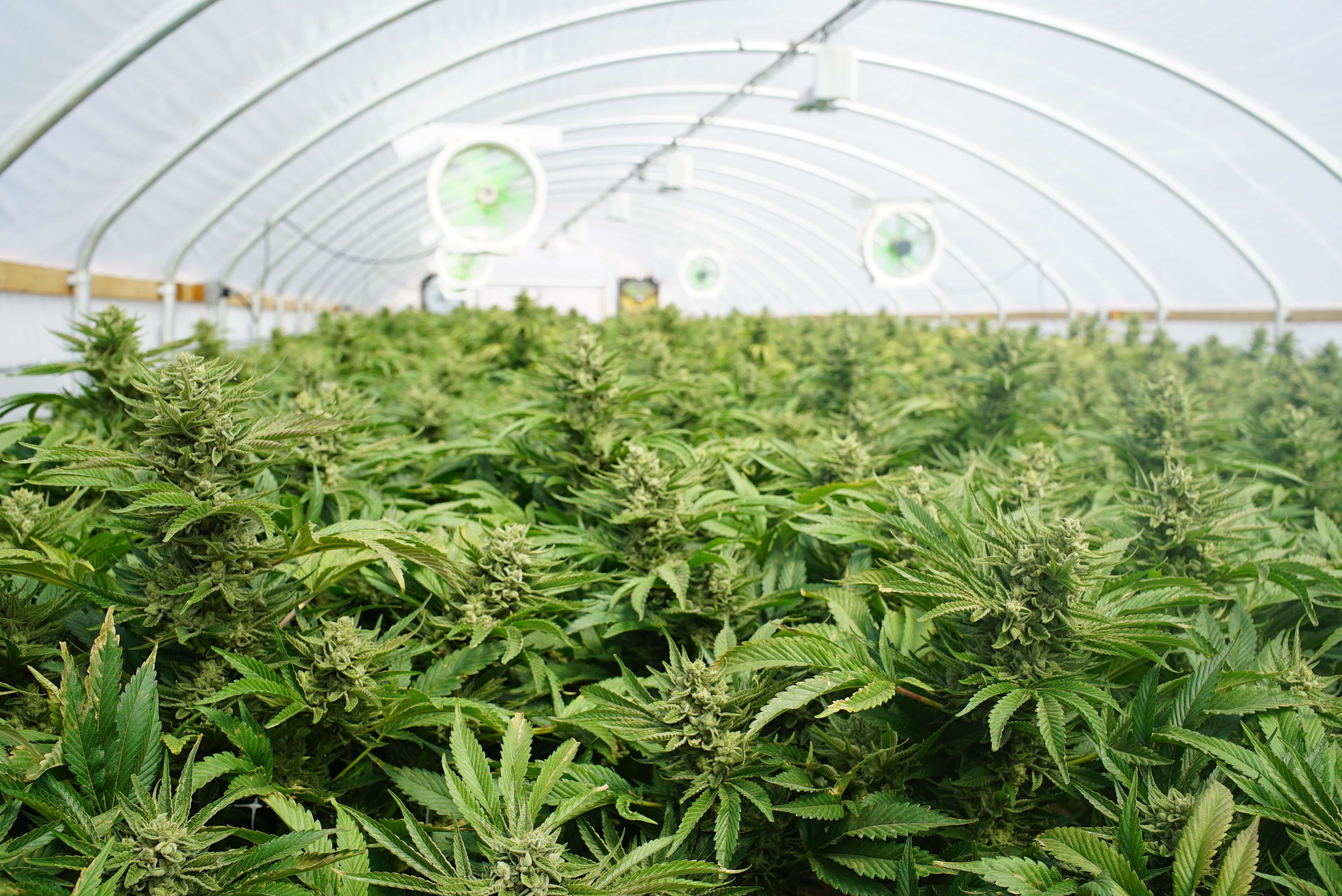 Large Indoor Marijuana Commercial Growing Operation With Fans