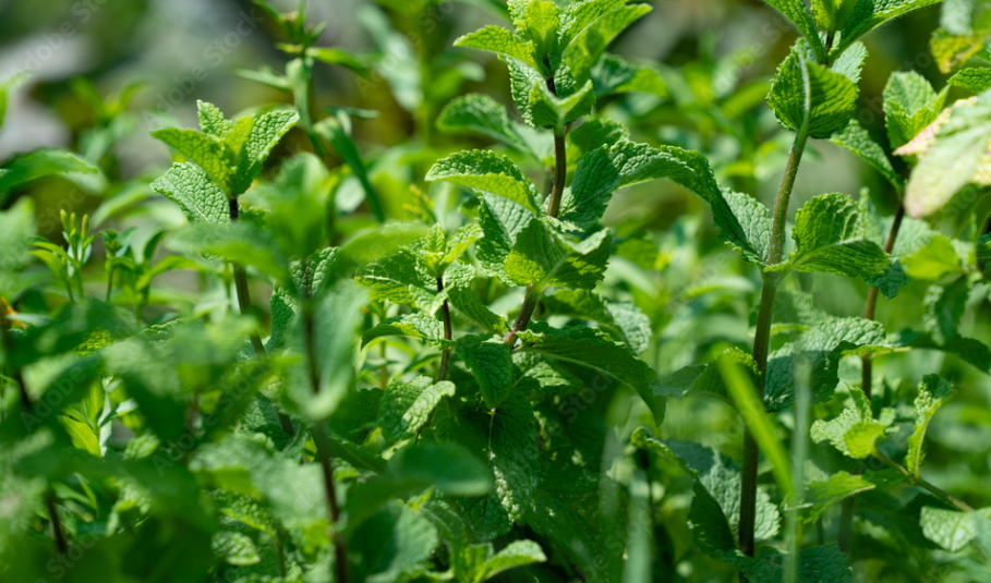 Mint (Origin, Health Benefits And How To Grow) Envynature