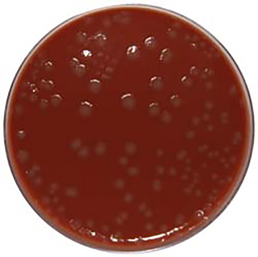 Chocolate Agar with 7 Defibrinated Horse Blood & Bacitracin E & O Laboratories Ltd