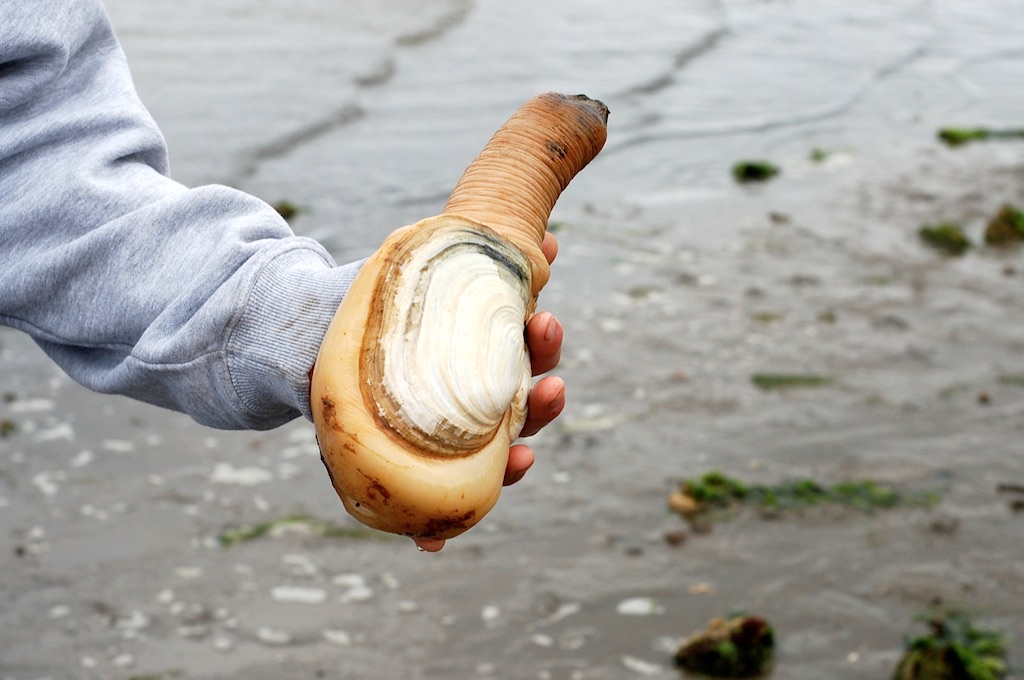 A history of Puget Sound's 'boss clam' Encyclopedia of Puget Sound