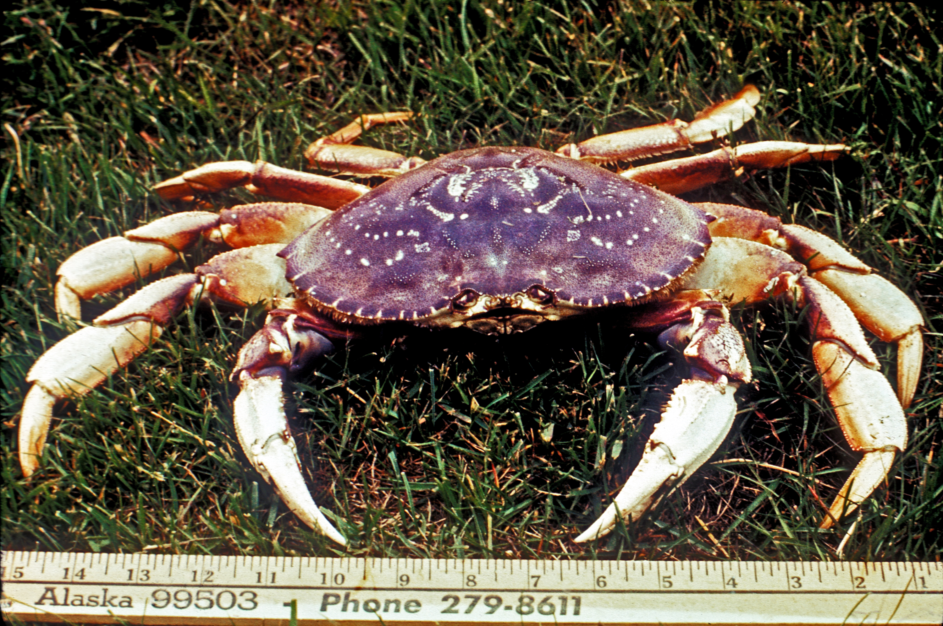 3. Dungeness Crabs Encyclopedia of Puget Sound