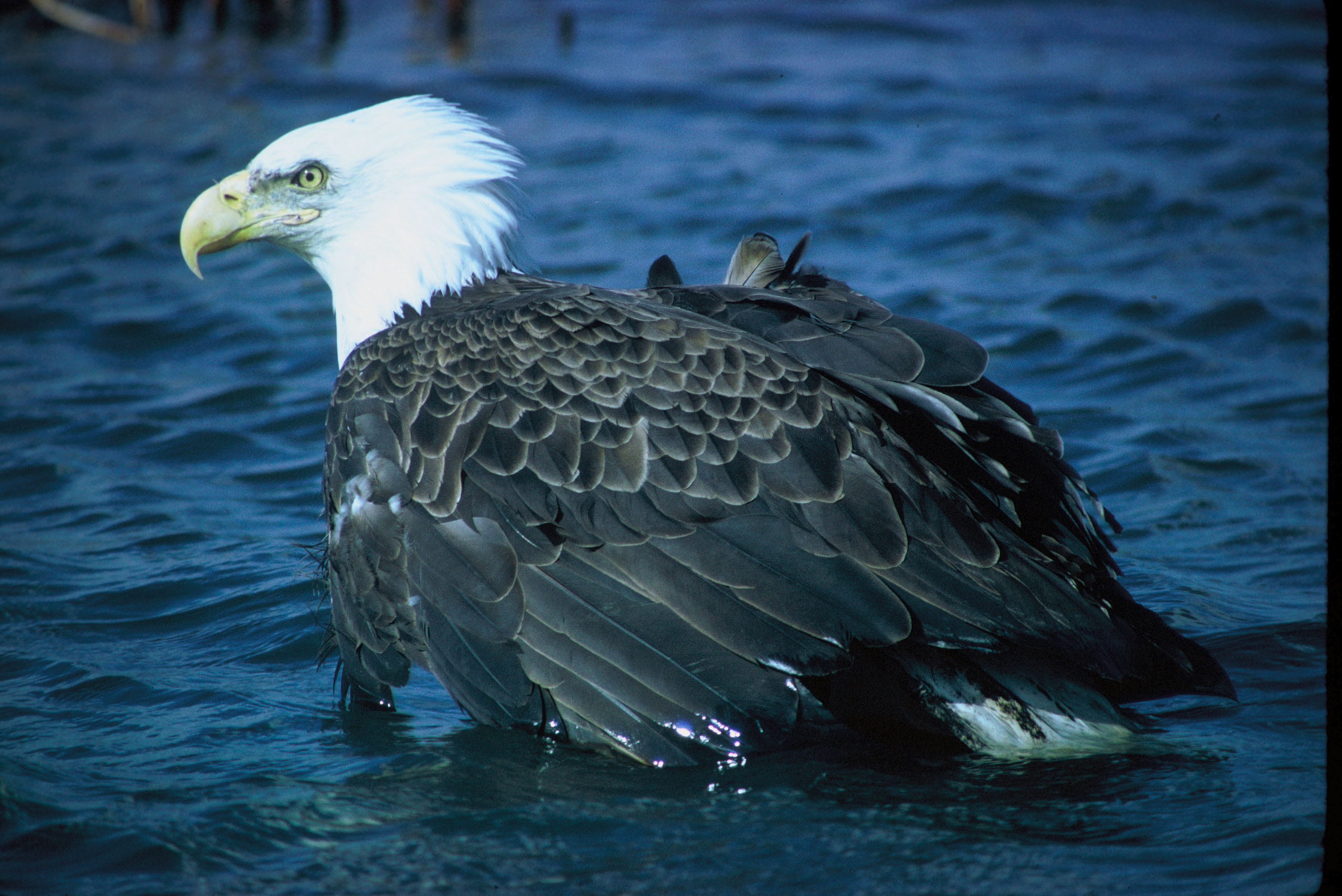 Bald eagles Encyclopedia of Puget Sound