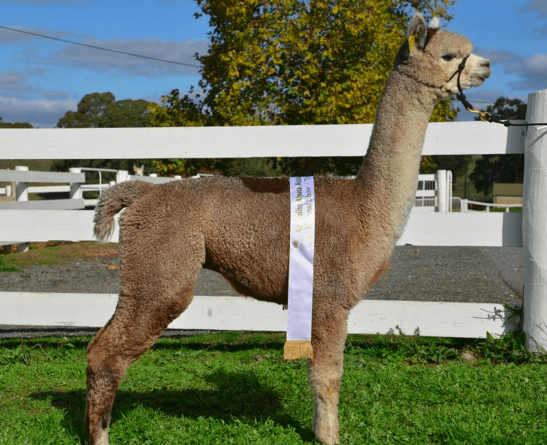 EP Cambridge finds success at the 2020 Breeders Choice Auction EP