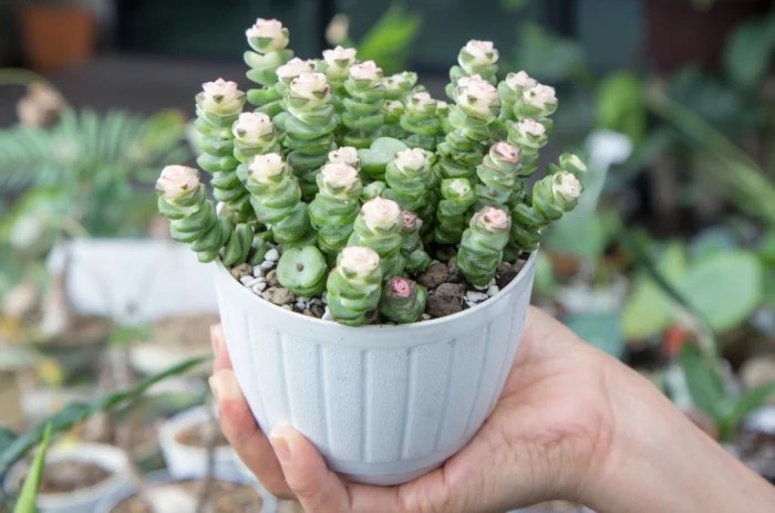 Caring for string of buttons