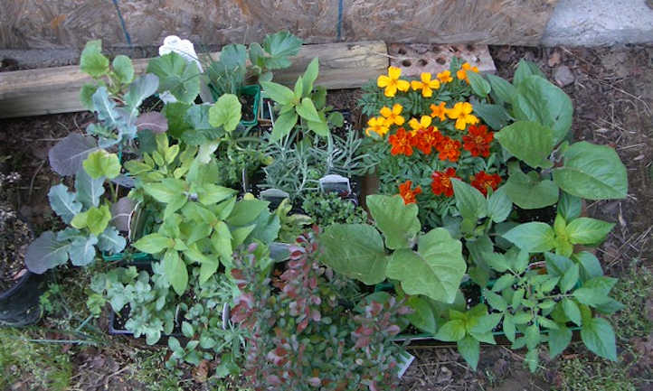 Interplanted marigolds with vegetables