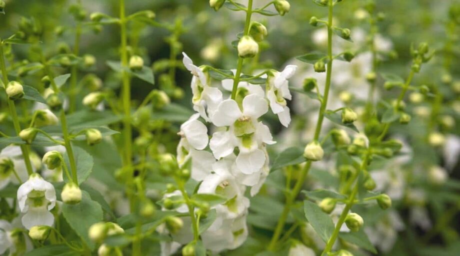 51 White Flowers Identification With Names and Pictures