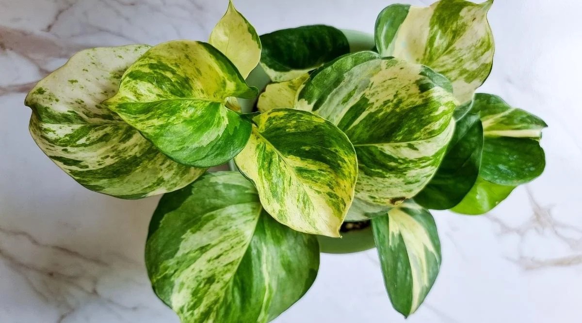 34 Variegated Houseplants With Beautiful Leaf Patterns