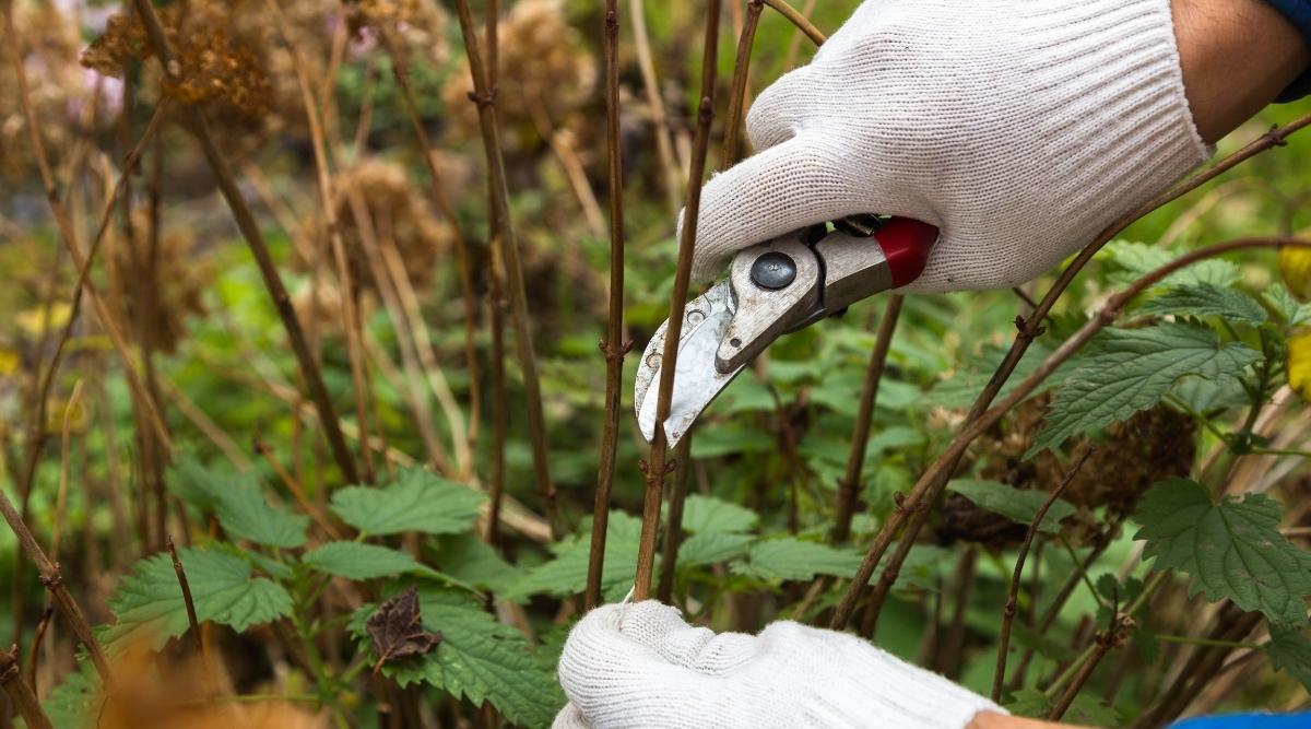 Gardener Pruning Shrubs