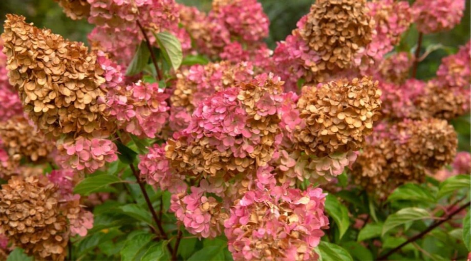 Why Are My Hydrangea Flower Blooms Turning Brown?