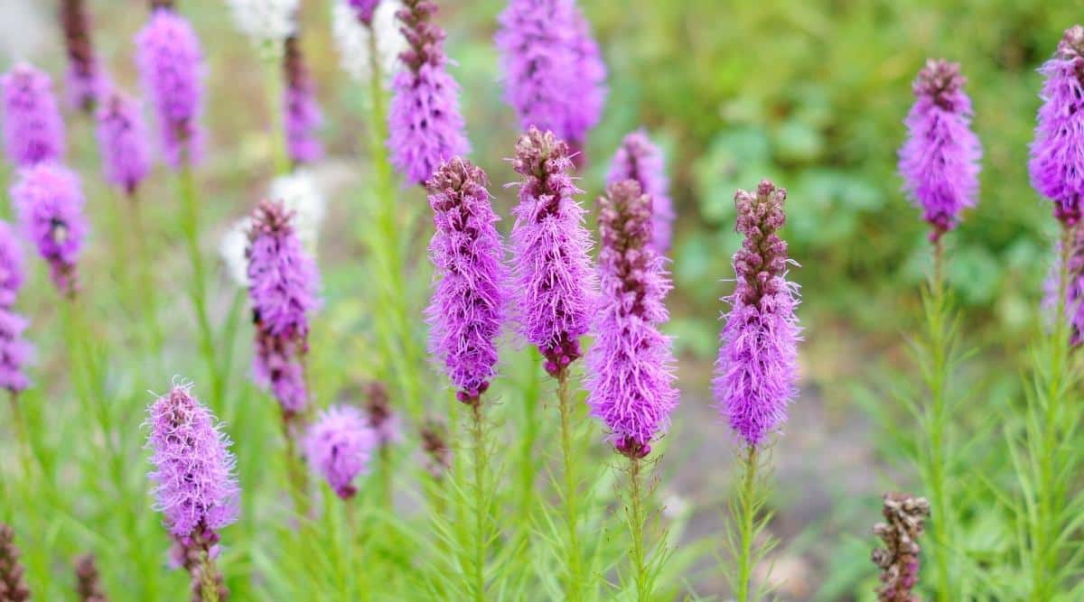 Close-up of five Liatris spicata flowers blooming in a summer garden. Its upright shoots produce spiky inflorescences of purple flowers. The leaves are thin, light green. The background is blurry.