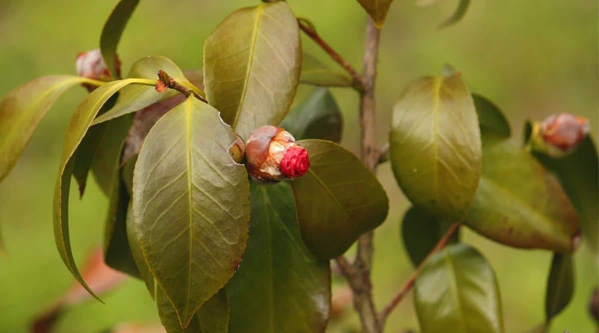 11 Common Problems With Flowering Camellia Plants