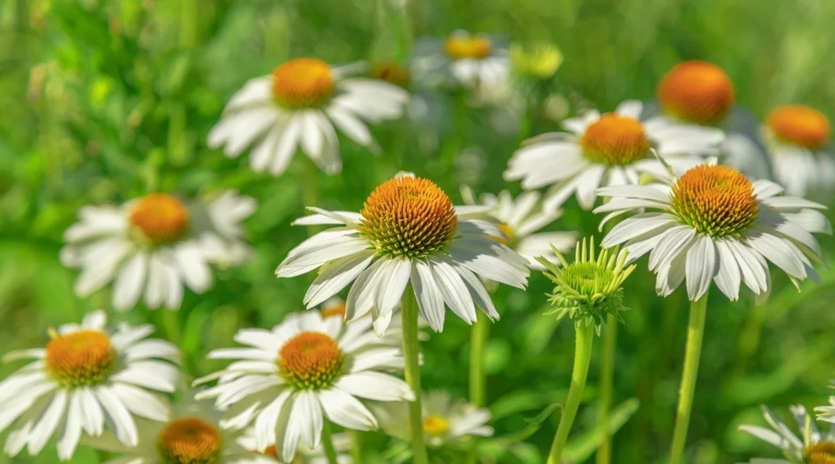 Do Coneflowers Need Full Sun, Partial Shade, or Full Shade?