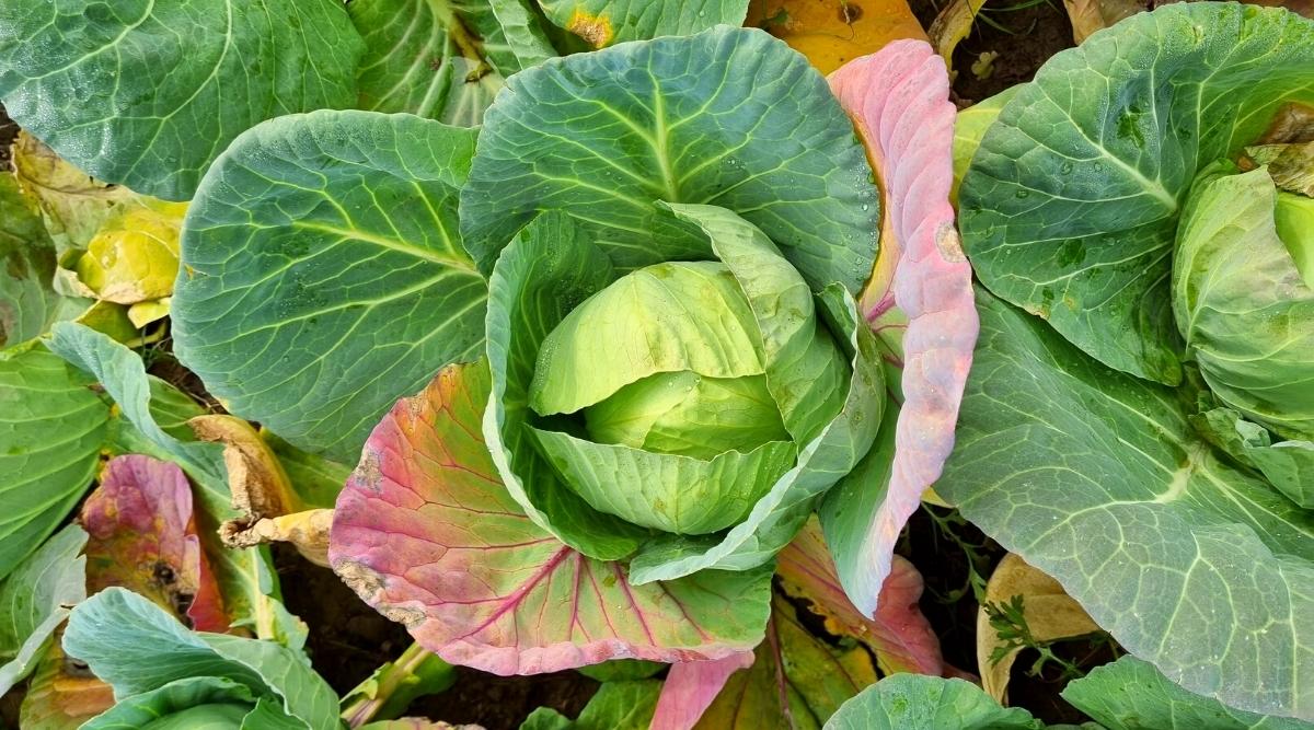 Top view, close-up of a phosphorus nutrient deficient cabbage plant. Kapcsta has a rounded head consisting of densely gathered large rounded blue-green leaves with white veins and slightly wavy edges. The outer leaves are purplish-pink due to a lack of phosphorus.