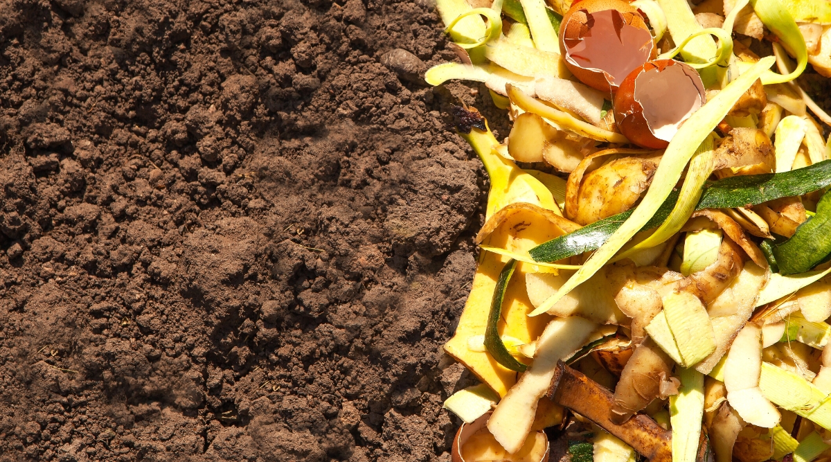 Compost and composted soil. Organic waste in the form of skins from potatoes, zucchini, apples, bananas and egg shells. The soil is dark brown and slightly moist.